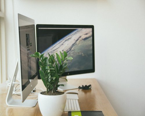 potted green plants next to a computer monitor